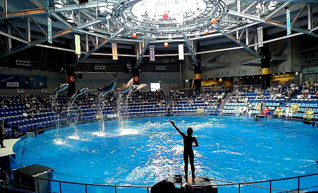 品川水族馆海豚池